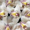 Изображение 9 - Орхидея в коробке - купить в Москве
