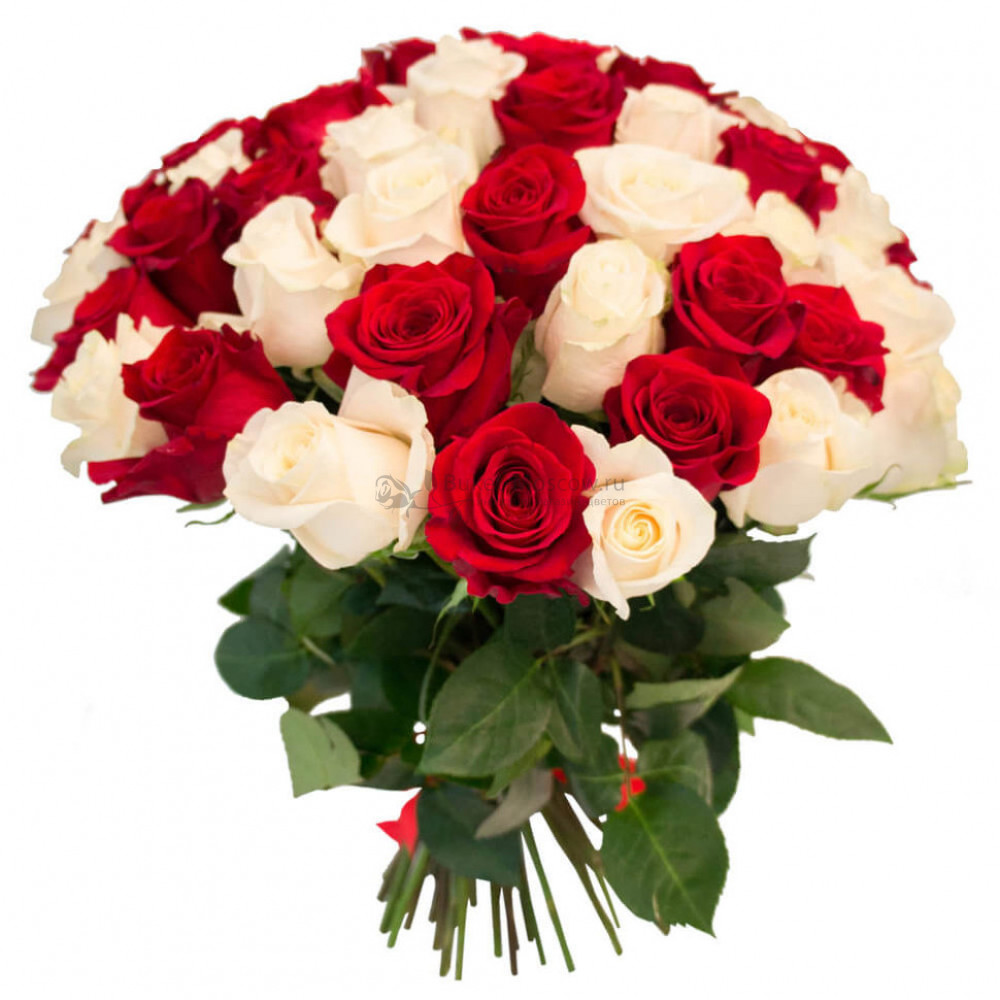 Изображение - Букет из 51 красной и белой розы 60 см - купить в Москве