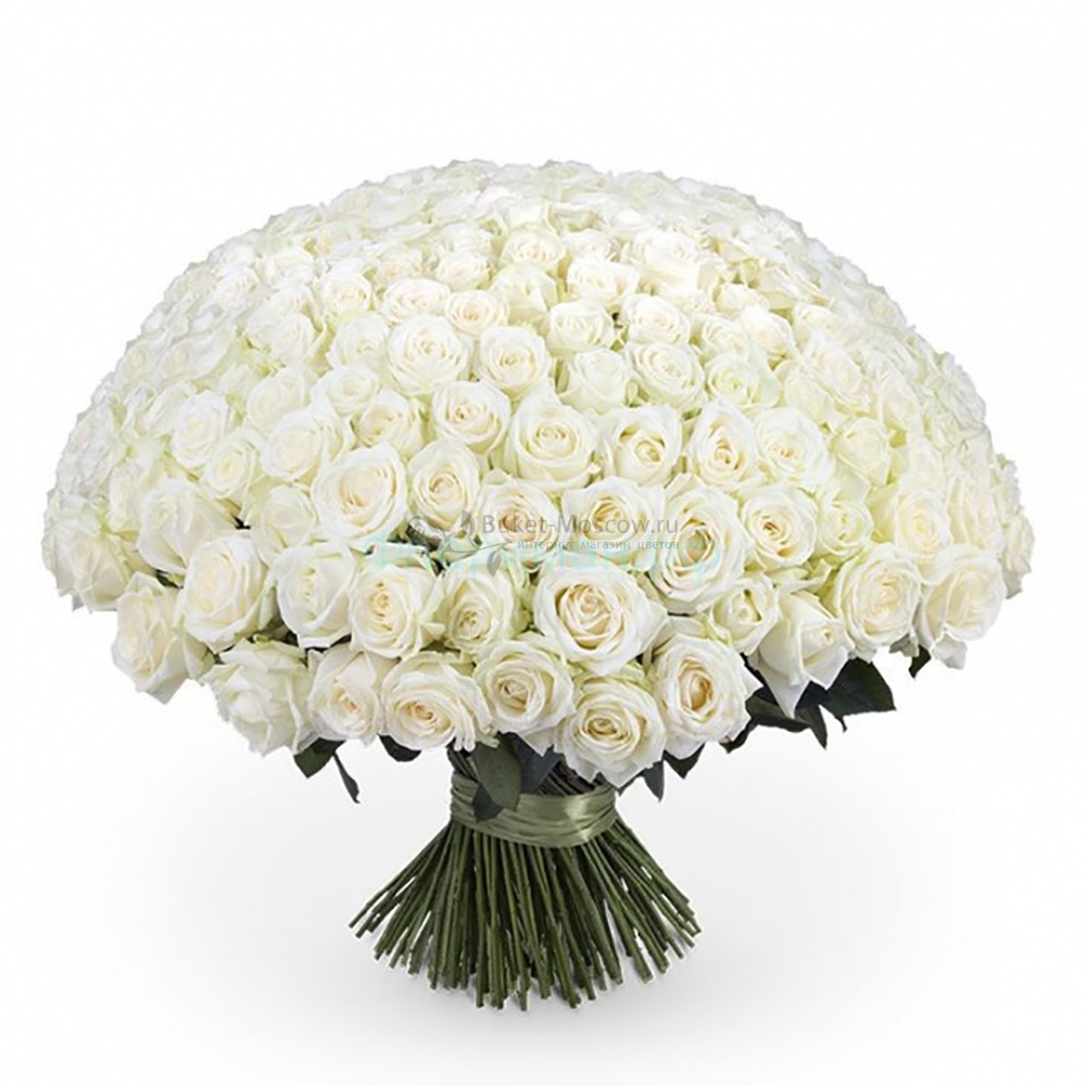 Изображение - Букет из 101 Белой розы 40 см - купить в Москве