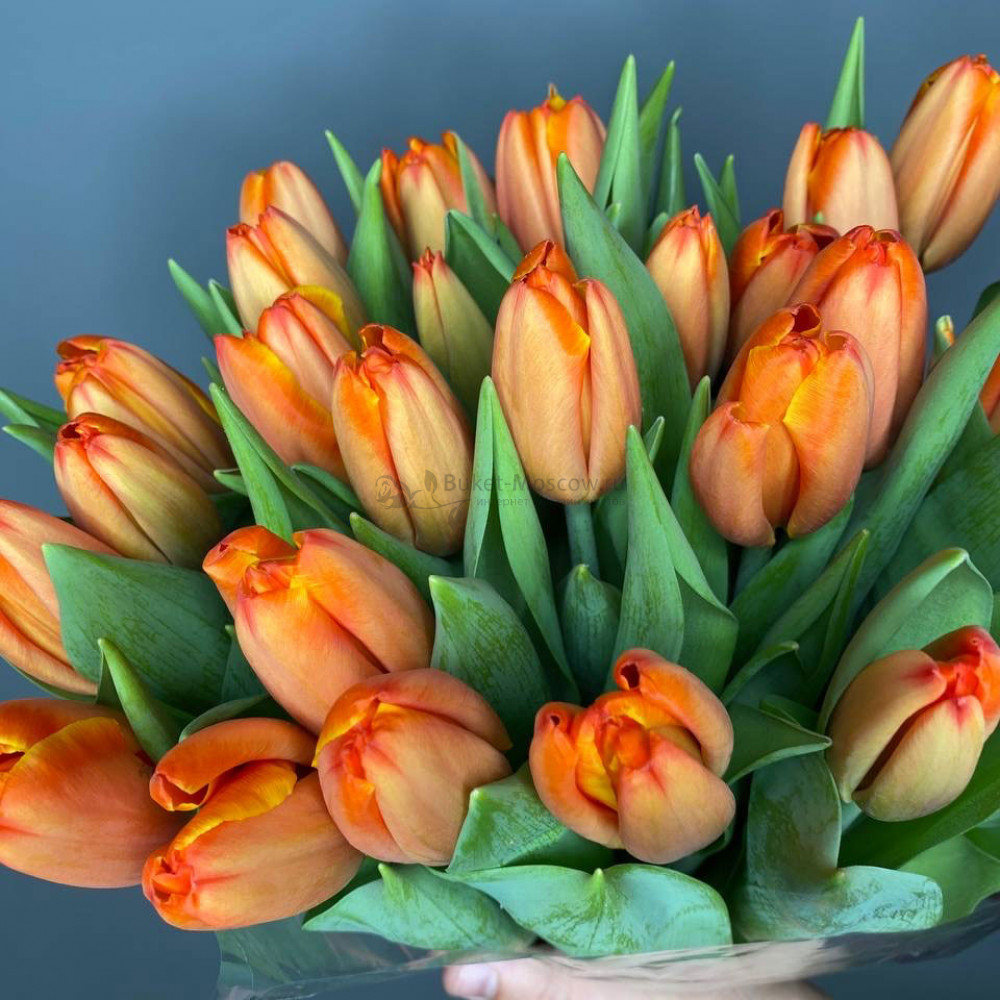 Изображение - Оранжевые тюльпаны - купить в Москве
